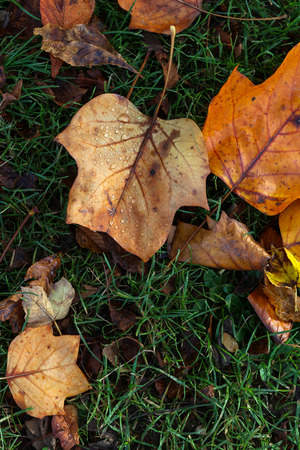 Yellow, orange and red autumn leaves on sunny day の写真素材