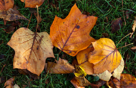 Yellow, orange and red autumn leaves on sunny day の写真素材