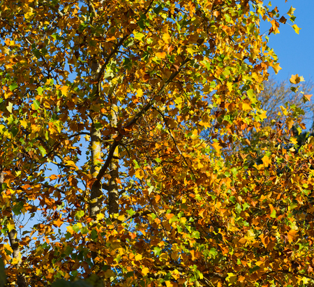 Yellow, orange and red autumn leaves on sunny day の写真素材