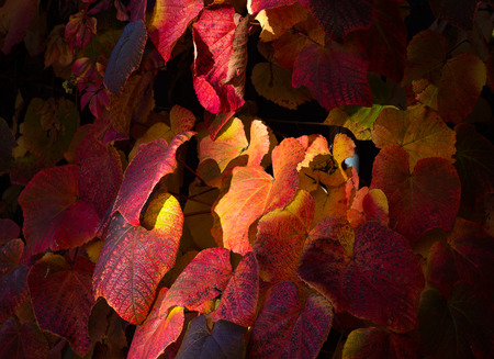 Sunny light spot on multi colored autumn ivy vine leaves purple red orange brown yellow wallの写真素材