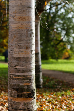 Birch trees trunks on sunny autumn day with brown, red, orange and yellow leaves in Oxford University Parks, fall landscape with colorful foliage, beautiful backgroundの写真素材