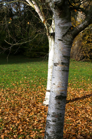Birch trees trunks on sunny autumn day with brown, red, orange and yellow leaves in Oxford University Parks, fall landscape with colorful foliage, beautiful backgroundの写真素材