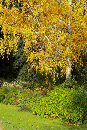 Birch trees trunks on sunny autumn day with brown, red, orange and yellow leaves in Oxford University Parks, fall landscape with colorful foliage, beautiful backgroundの写真素材