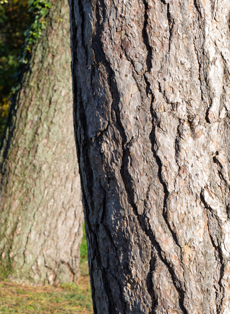 Old tree trunk bark close-up texture rough natural grey backgroundの写真素材