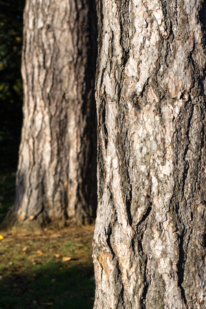 Old tree trunk bark close-up texture rough natural grey backgroundの写真素材