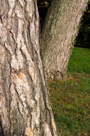Old tree trunk bark close-up texture rough natural grey backgroundの写真素材