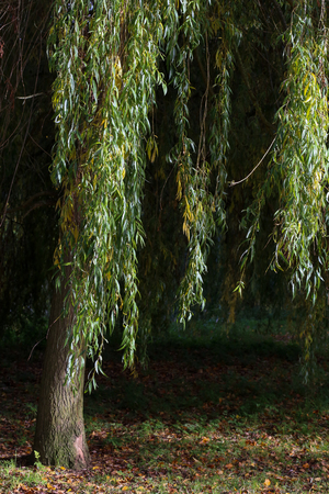 Weeping willow tree on sunny autumn day in Oxford University Parks, fall landscape with colorful foliage, beautiful backgroundの写真素材