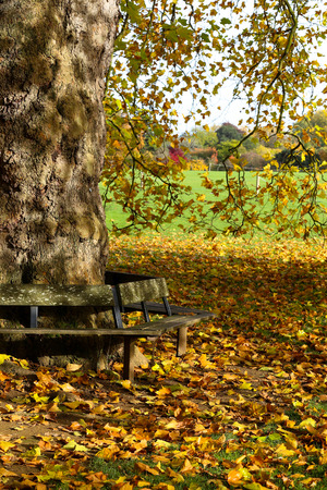 Wooden bench around a big tree on sunny day in Oxford University Parks, fall landscape with colorful foliage, beautiful backgroundの写真素材