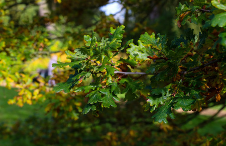 Oak brunch on sunny autumn day with brown, red, orange and yellow leaves in Oxford University Parks, fall landscape with colorful foliage, beautiful backgroundの写真素材