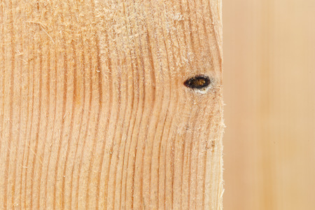 Pine wood plank texture light brown with knots and resin wall natural grain pattern backgroundの写真素材