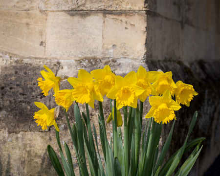 Yellow daffodil narcissus flowers blooming in the spring on stone wall background, copy spaceの写真素材