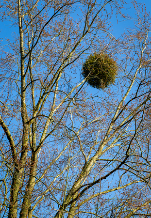 Mistletoe ball on a tree parasitic plant blue sky backgroundの写真素材