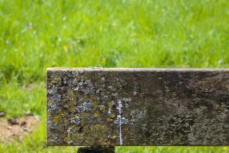 Old wooden bench plank covered in lichen and moss and green grass backgroundの写真素材