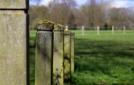 Lichen covering wooden fence posts in park green grass backgroundの写真素材