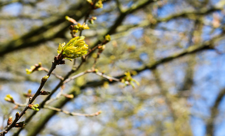 Branch with buds and first spring gentle leaves, blue sunny sky backgroundの写真素材