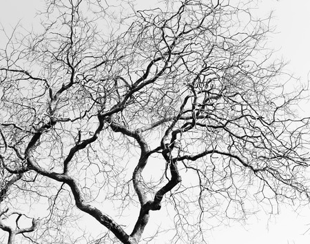 Leafless twisted branches black tree silhouette white backgroundの写真素材