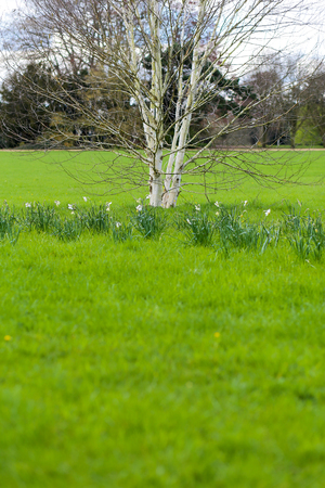Whit trunks of silver birch trees in park with daffodils and green grassの写真素材