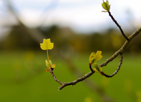 Young leaf of American tulip tree on a branch (Tuliptree, Tulip Poplar, Whitewood, Fiddle-tree, Yellow Poplar)の写真素材