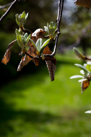 young shoots with fresh green leaves on twig with old dried autumn leaves still on twigの写真素材