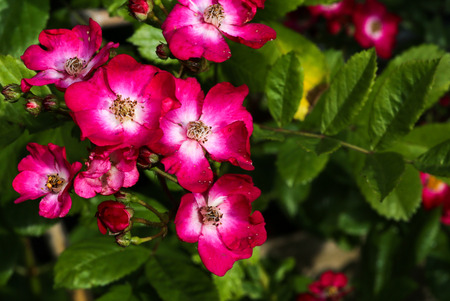 Old style red climbing roses beautiful flowersの写真素材