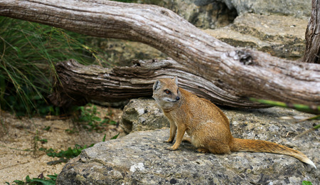 Yellow Mongoose Cynictis Penicillata, rocks and old fallen tree branchesの写真素材