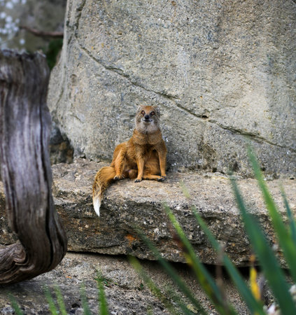 Yellow Mongoose Cynictis Penicillata, rocks and old fallen tree branches