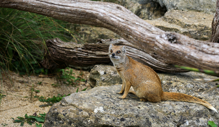 Yellow Mongoose Cynictis Penicillata, rocks and old fallen tree branchesの写真素材
