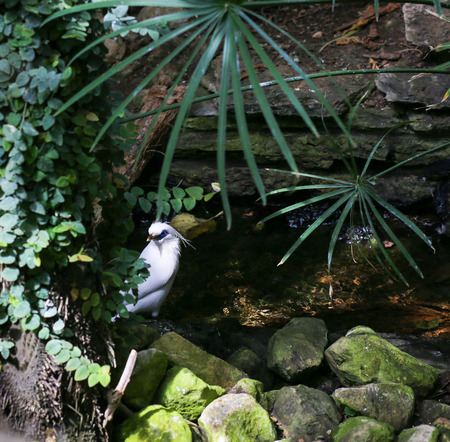 Rare bird Bali starling mynah white bird bathing in streamの写真素材