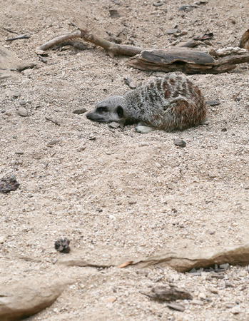 Meerkat Suricata suricatta sleeping in Zoo background with rocksの写真素材