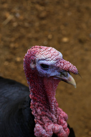 Turkey male bird close-up portrait in farmyard blurred background