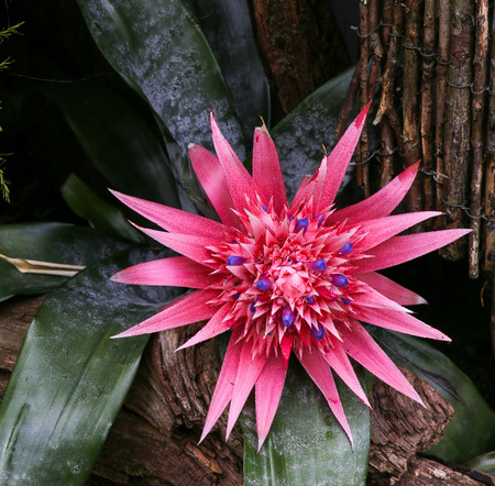 Aechmea fasciata Bromeliad on dark backgroundの写真素材