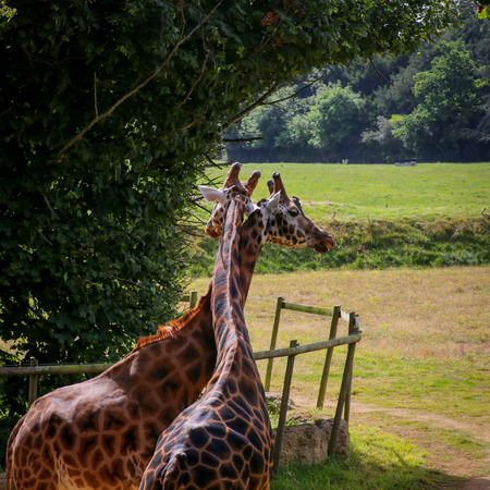 Giraffe pair bonding and entwining necks in the zooの写真素材