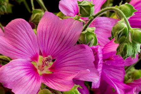 The pink hibiscus flower closeup macro photoの写真素材