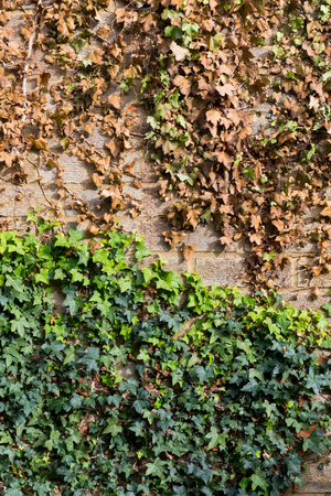 Limiting the growth of creeping ivy with cut off vines and leaves turns brown, brick wall background,の写真素材