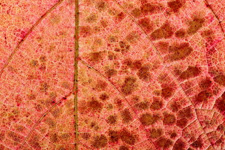 Light through a Red grape Ivy autumn leaf veins, great texture of autumn leaf reticulate venationの写真素材