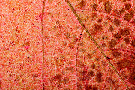 Light through a Red grape Ivy autumn leaf veins, great texture of autumn leaf reticulate venationの写真素材