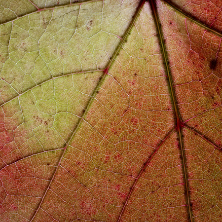 Light through a Red grape Ivy autumn leaf veins, great texture of autumn leaf reticulate venation