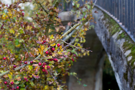 Ripe red fruit of Hawthorn berries on brunches with golden autumn leaves (Crataegus laevigata,...