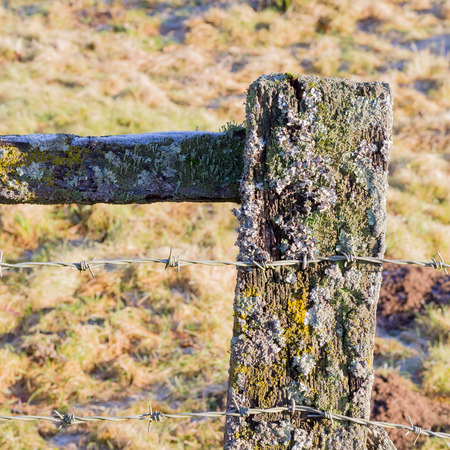 Old barbed wire on weathered rotten wooden fence posts covered with leafy foliose lichenの写真素材