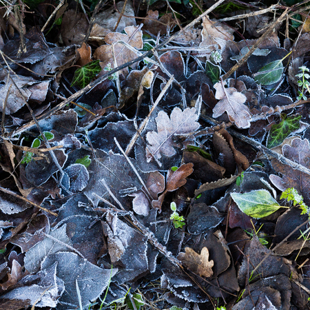 Brown frozen frosty leaves and grass on the ground in winter mornings icy background textureの写真素材