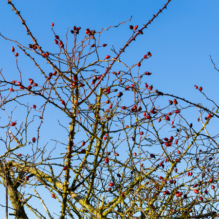 Red rosehip berries, wild rose hip shrub in winter sunの写真素材