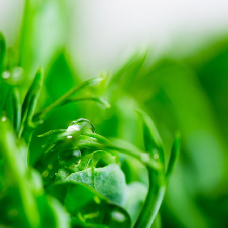 Pea green young tendril plants shoots in growing container, seedlings against light backgroundの写真素材