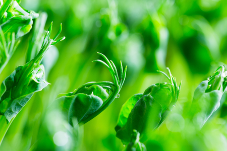 Pea green young tendril plants shoots in growing container, seedlings against light backgroundの写真素材