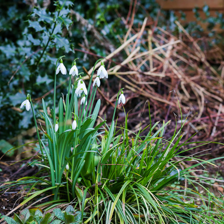Group of snowdrop spring flowers (Galanthus nivalis) in the forest wilde gardenの写真素材