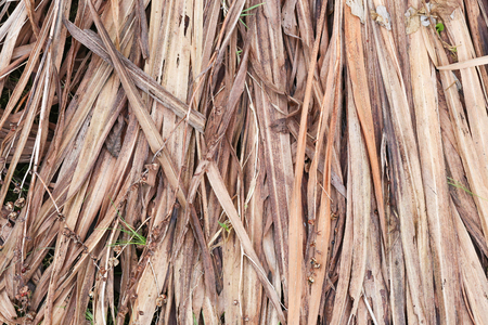 Crocosmia dead leaves and dry seeds in winter for composting, cold frosty backgroundの写真素材
