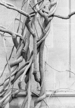 Old wisteria plant bare wines in winter growing up the side of a antique stone wall