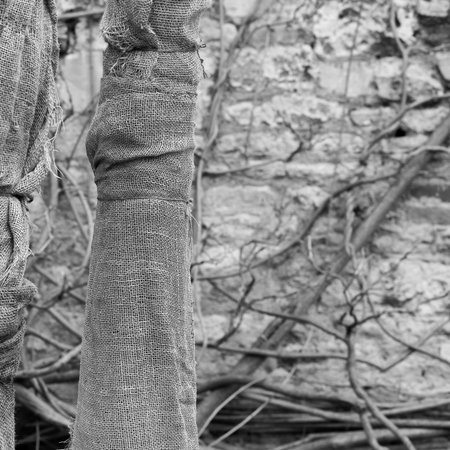 Winter protection overwintering tender plants with wrapping with stone wall and bare wines in backgroundの写真素材