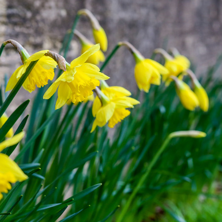 Yellow daffodil Easter narcissus flowers blooming in the spring on stone wall background, copy spaceの写真素材
