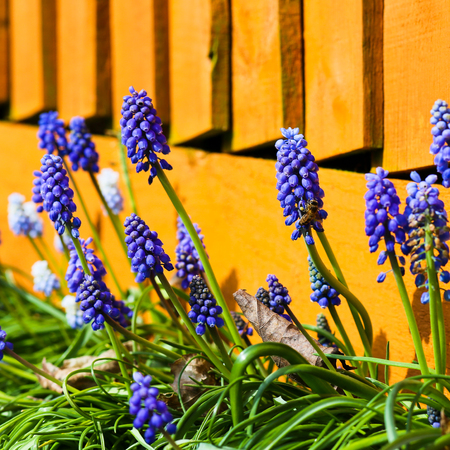 Muscari armeniacum. Grape hyacinths, honey bee polinating  flowers in the garden with orange fenceの写真素材