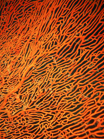Close-up red Fan Coralの写真素材